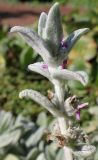 Stachys byzantina