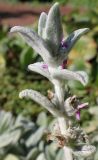 Stachys byzantina