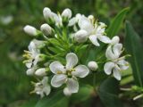 Escallonia bifida