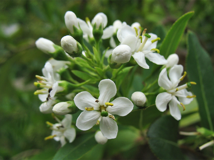 Изображение особи Escallonia bifida.