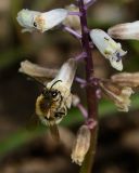 Bellevalia flexuosa. Соцветие с кормящимся самцом Eucera sp. Israel, Mount Carmel, Shajarat Al Arba'in. 09.03.2011.