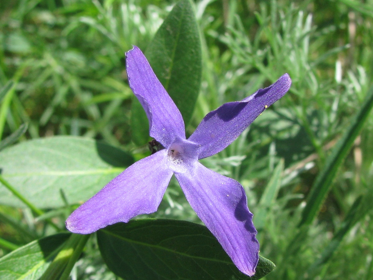 Изображение особи Vinca herbacea.