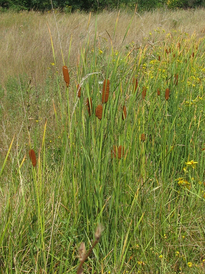 Изображение особи Typha laxmannii.