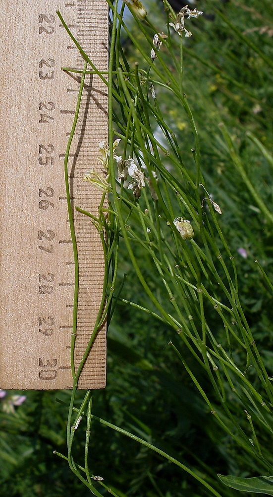 Image of Sisymbrium volgense specimen.