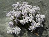 Iberis simplex. Цветущее растение. Крым, Ялта, окр. водопада Учан-Су. 16.05.2009.