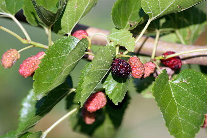 Изображение особи Morus alba.