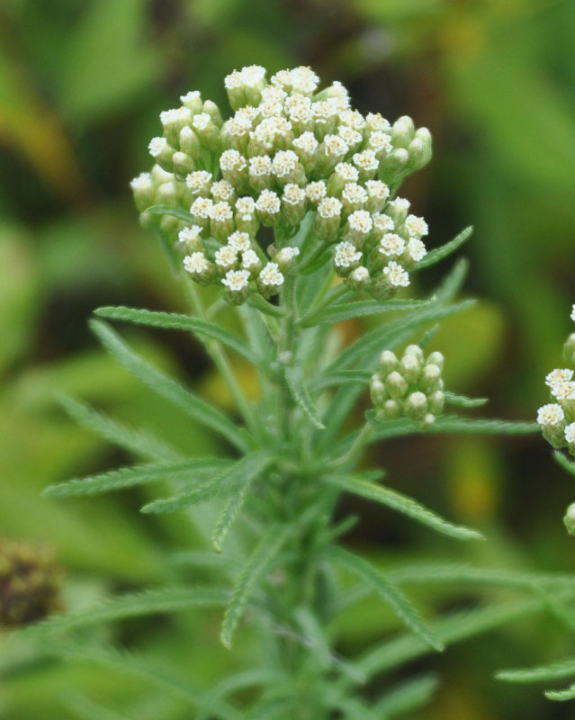 Image of Achillea alpina specimen.