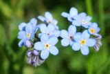 Myosotis imitata