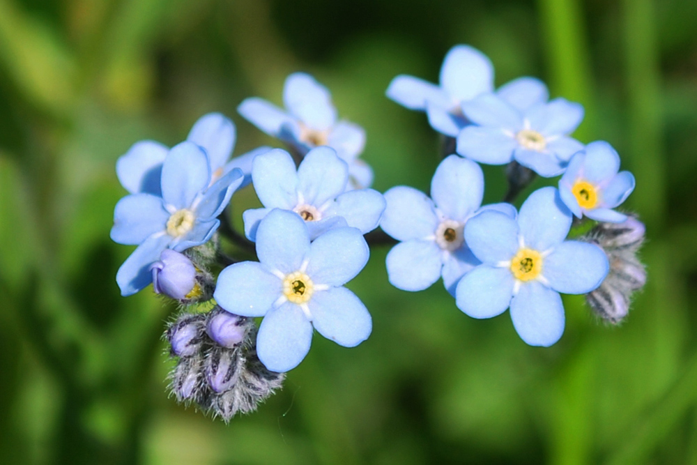 Незабудка света. Myosotis imitata. Незабудка дернистая. Незабудка мелкоцветковая. Растения Удмуртии Незабудка.