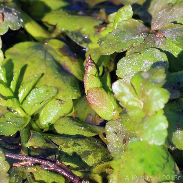 Image of Berula erecta specimen.