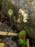 Erophila praecox