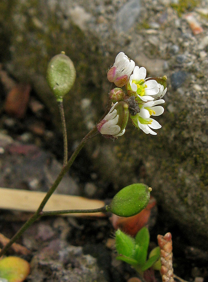 Изображение особи Erophila praecox.