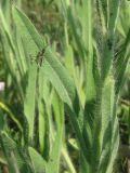 genus Pilosella