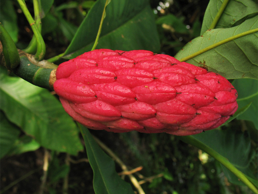 Image of Magnolia tripetala specimen.