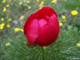 Paeonia tenuifolia