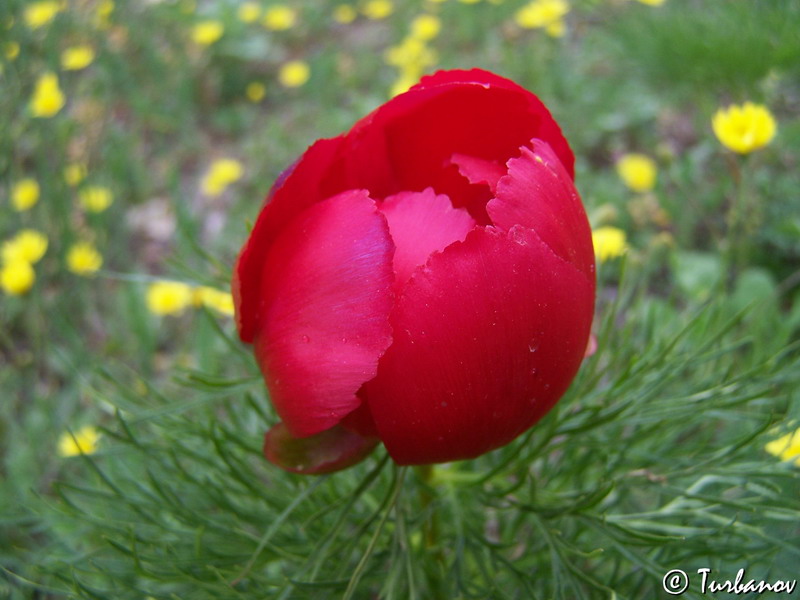 Image of Paeonia tenuifolia specimen.