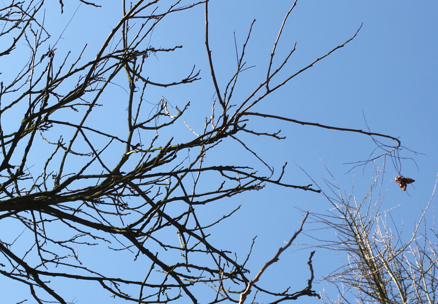 Image of Koelreuteria paniculata specimen.