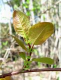 Salix pyrolifolia. Молодой побег. Архангельская обл., Пинежский р-н, окр. Пинежского заповедника, берег р. Пинега. 29.05.2013.