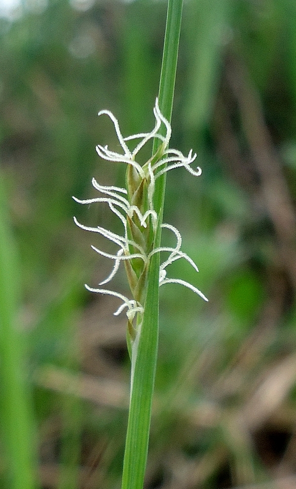 Image of Carex longirostrata specimen.