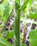 Erigeron annuus. Опушение нижней части стебля. Украина, Луганская обл., г. Луганск, сухой луг. 15.06.2013.