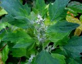 Chenopodium suecicum