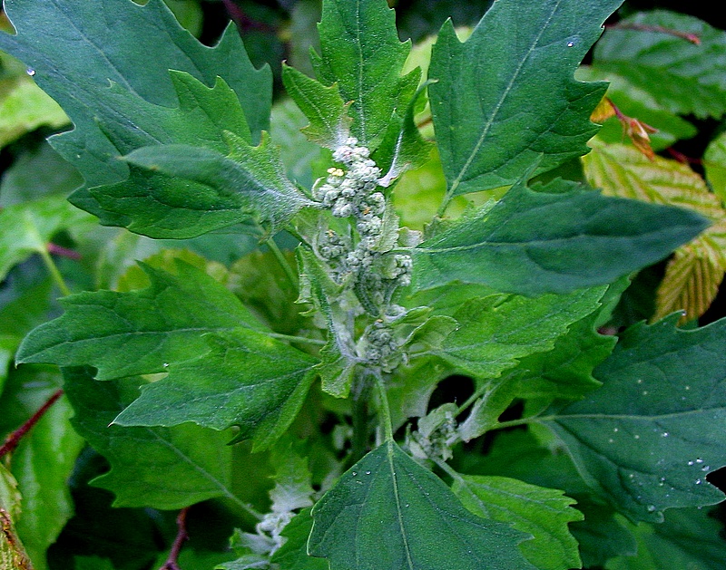 Image of Chenopodium suecicum specimen.