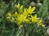 Sedum reflexum. Соцветие. Крым, Севастополь, окр. Инкермана, обочина автотрассы. 28 июня 2013 г.