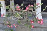 Adenium obesum. Цветущее растение. Таиланд, Бангкок, в культуре. 17.06.2013.