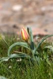 Tulipa lemmersii. Расцветающее растение. Южный Казахстан, край плато над каньоном Машат. 08.04.2013.