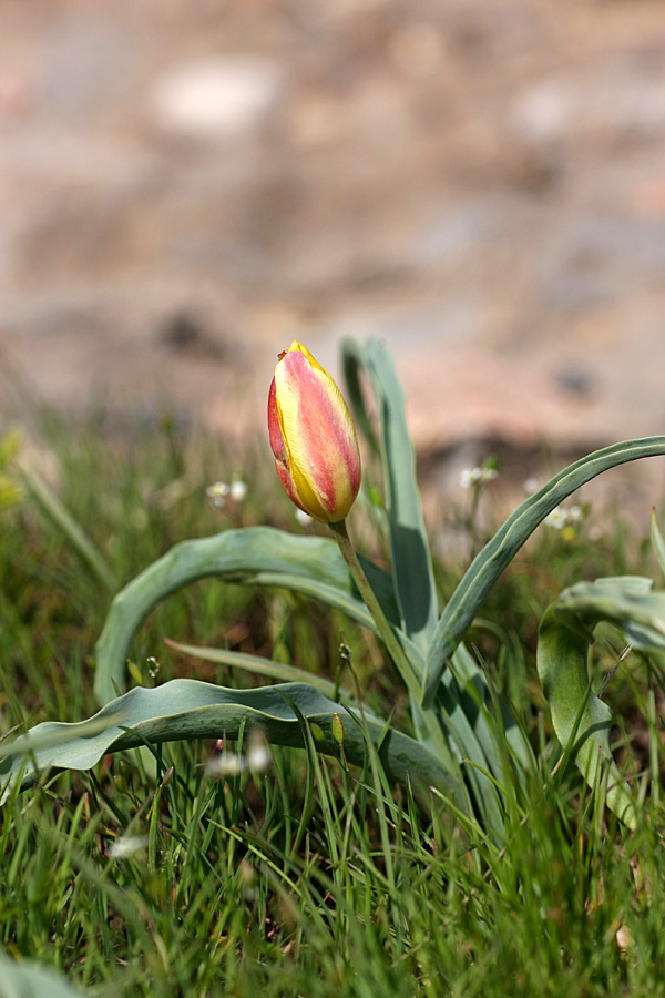 Изображение особи Tulipa lemmersii.