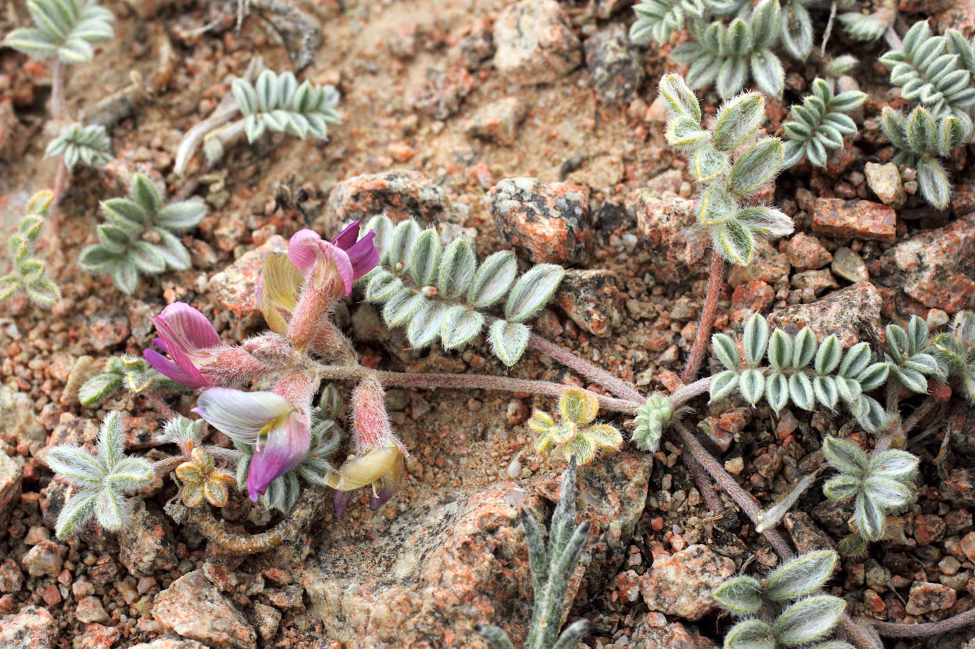 Image of Oxytropis jucunda specimen.