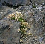 Saxifraga exarata. Цветущее растение. Карачаево-Черкесия, перевал Алибек. 21.07.2013.