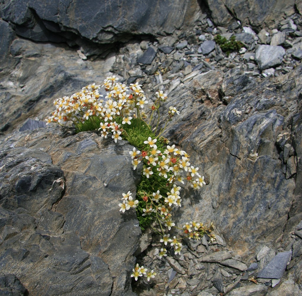 Изображение особи Saxifraga exarata.