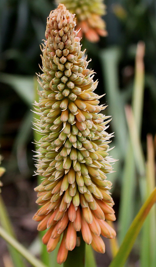 Изображение особи Kniphofia gracilis.