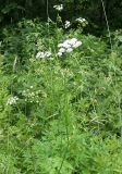 Pimpinella major