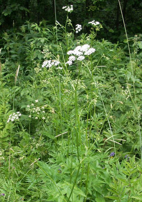 Изображение особи Pimpinella major.