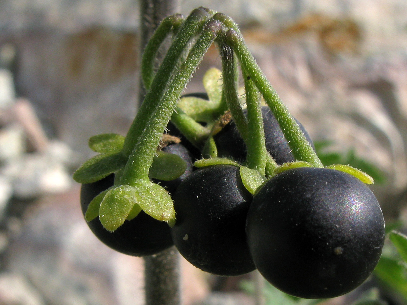 Изображение особи Solanum nigrum ssp. schultesii.