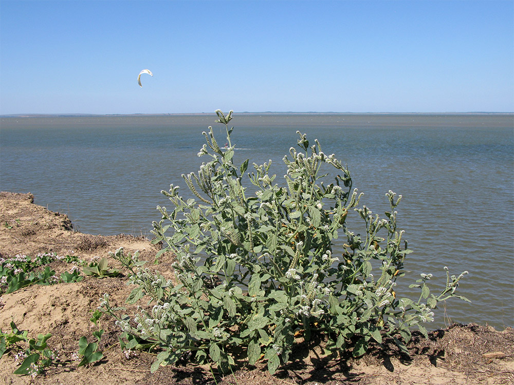 Image of Heliotropium ellipticum specimen.