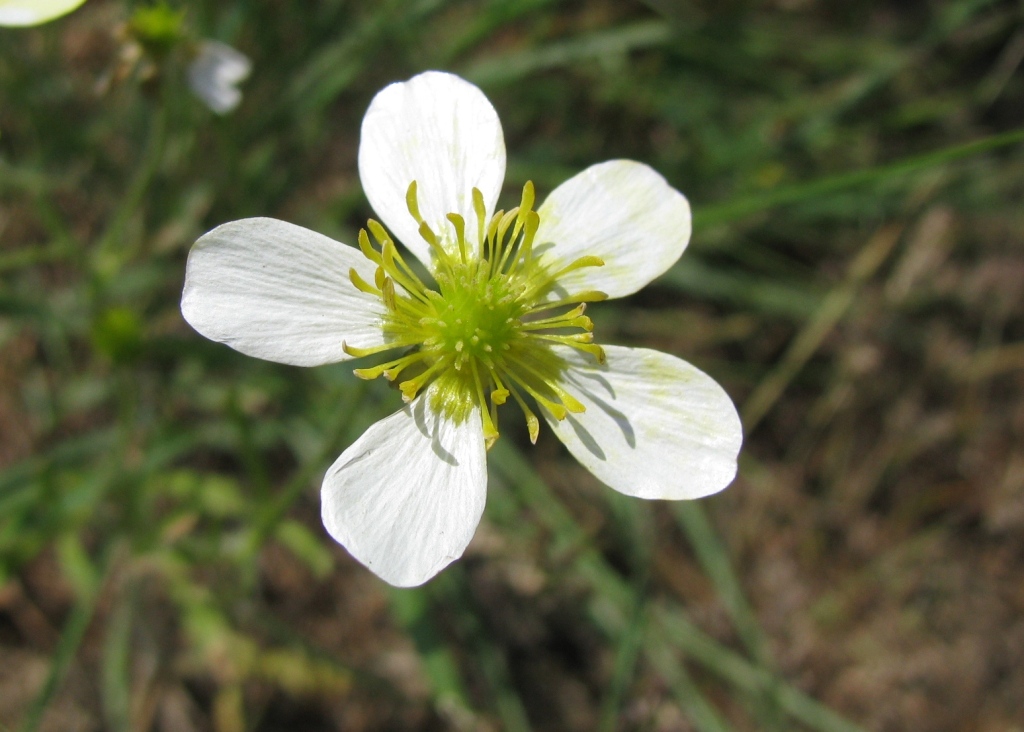 Image of Ranunculus oxyspermus specimen.