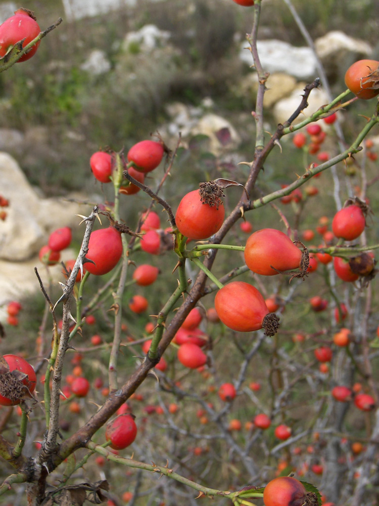 Image of Rosa iberica specimen.