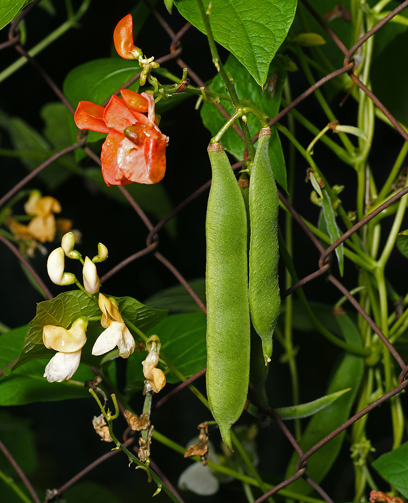 Изображение особи Phaseolus coccineus.