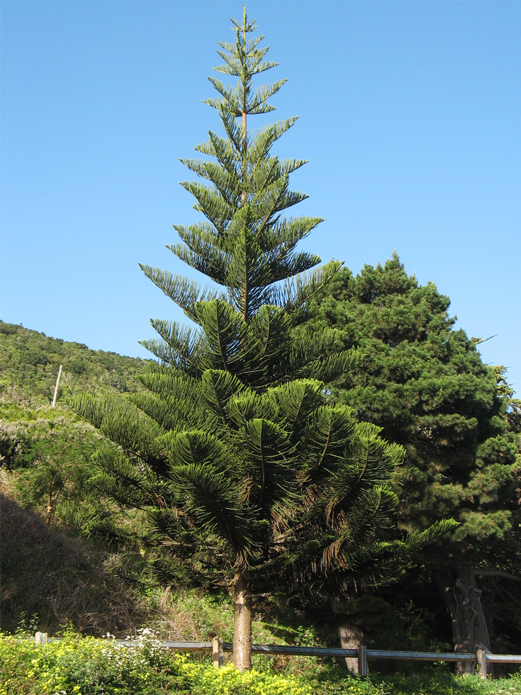 Image of Araucaria heterophylla specimen.