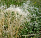 Stipa pennata. Плодоносящее растение. Республика Татарстан, Бугульминский р-н. 28.06.2009.