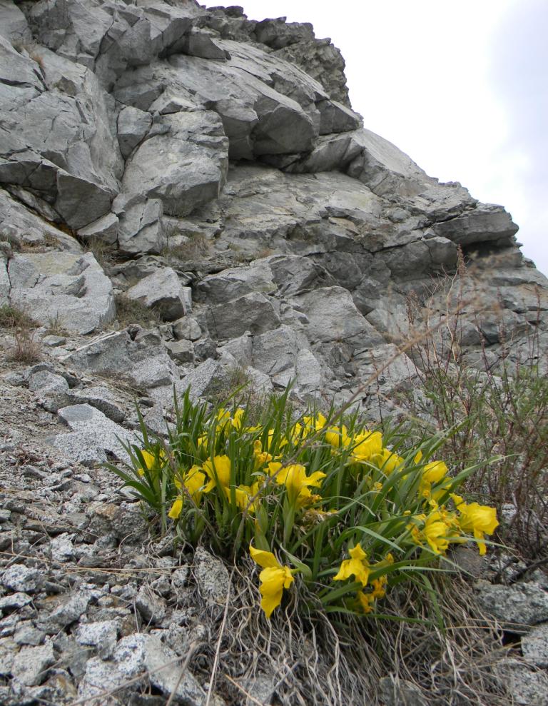 Image of Iris potaninii specimen.