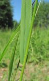 Elymus fibrosus