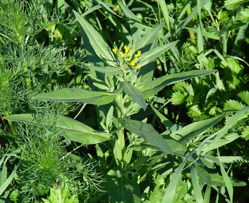 Изображение особи Erysimum cheiranthoides.