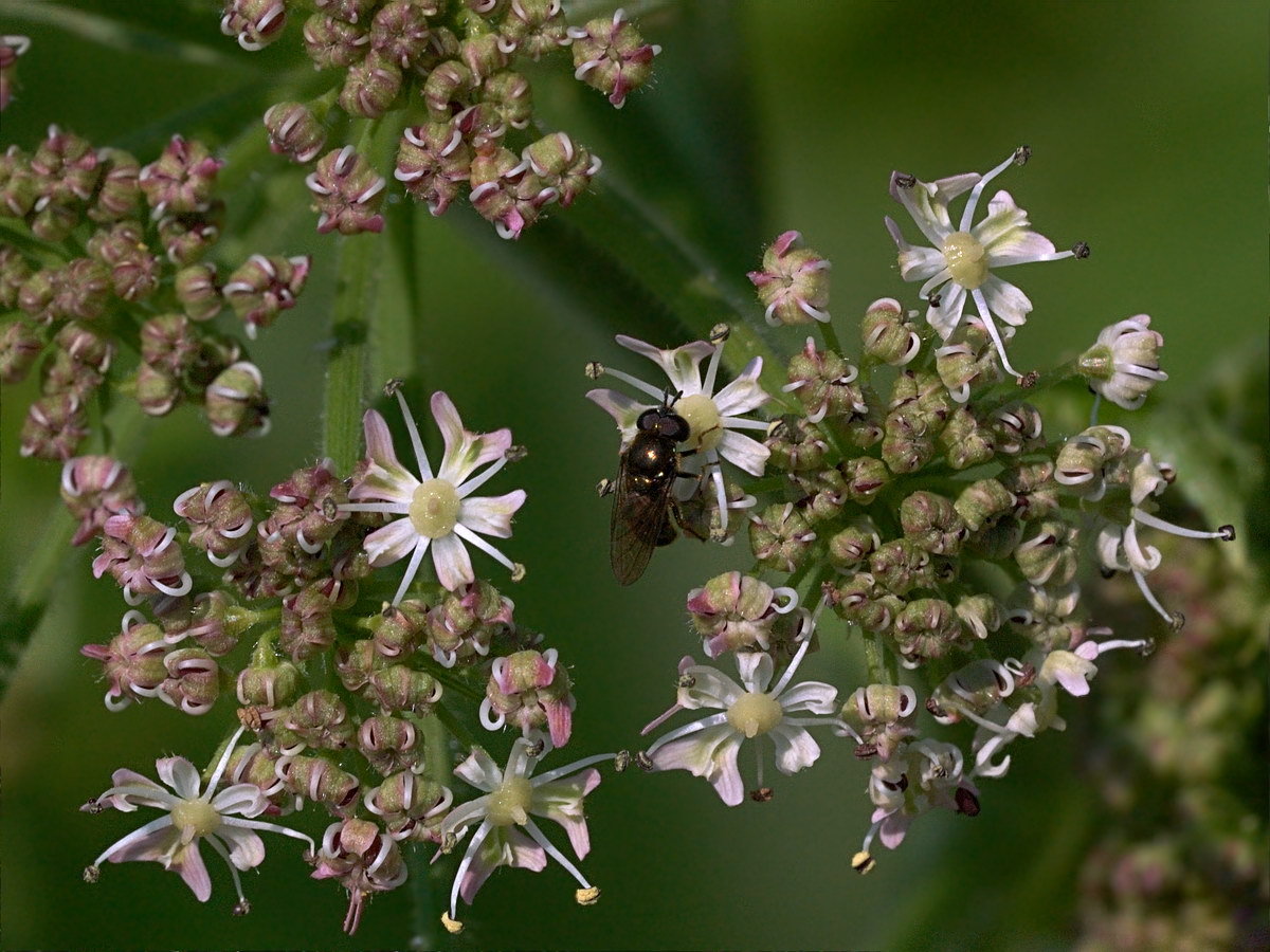 Image of Heracleum sphondylium specimen.