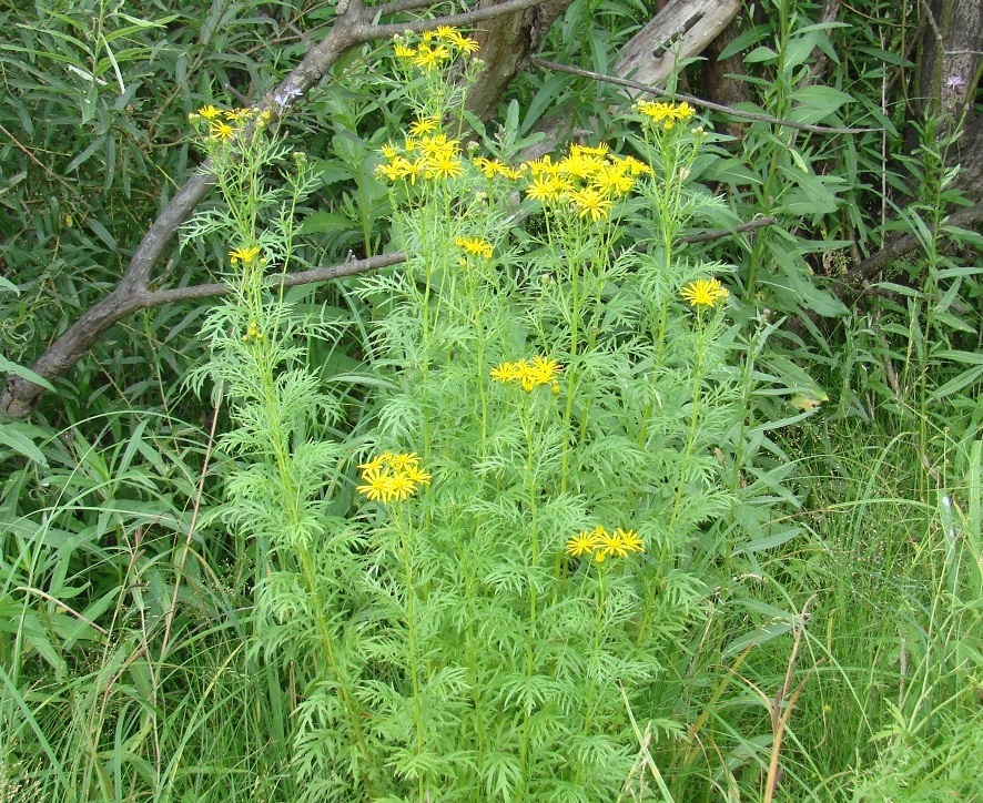 Image of Senecio erucifolius specimen.