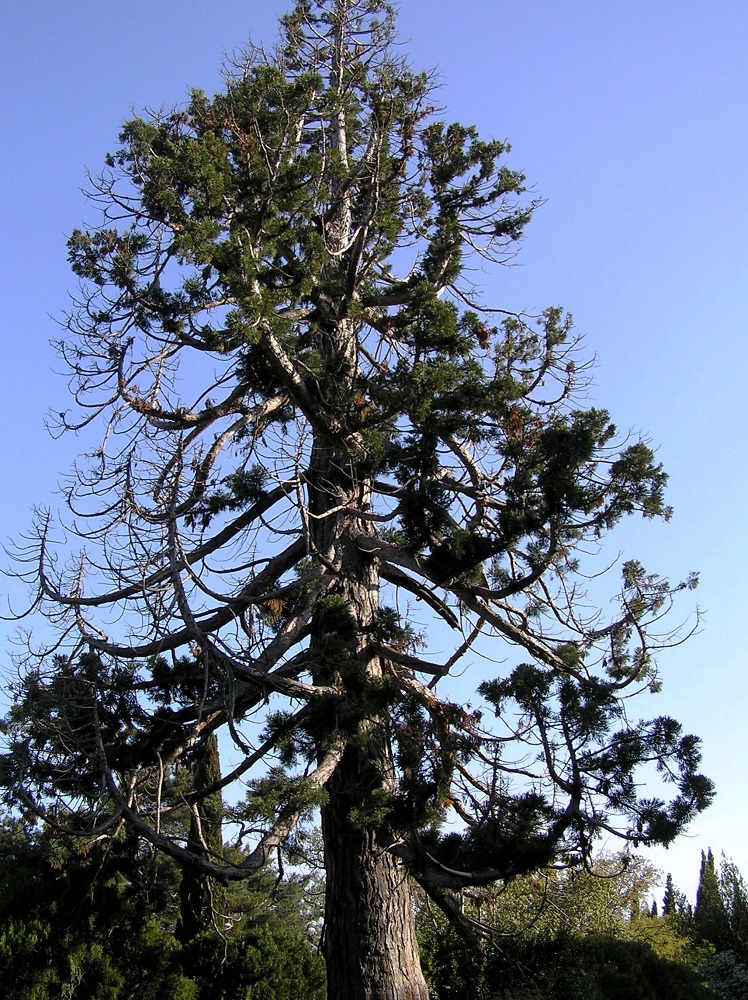 Image of Sequoiadendron giganteum specimen.