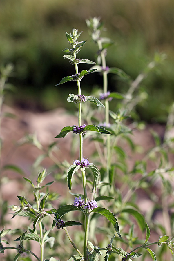 Изображение особи Mentha &times; interrupta.